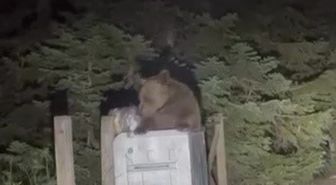 Uludağ'da Aç Ayı Çöpten Yiyecek Ararken Görüntülendi