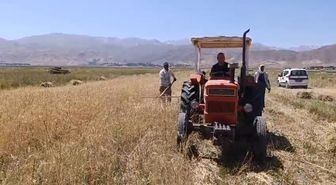 Yüksekova'da Buğday Hasadı Başladı: Çiftçiler Kavurucu Sıcakta Ter Döküyor