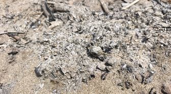 Caretta yavrusu ateşte can verdi