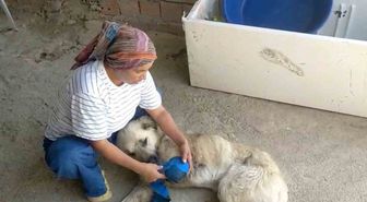 Çoban Köpeği Kurşunlandı: 'İnsanlık Dışı'