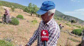 Lavanta hasadında zorlu mesai: Artan maliyetler ve gençlerin ilgisizliği sektörü vurdu