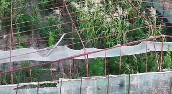 Urla'da Uyuşturucu Operasyonu: 125 Kök Kenevir Ele Geçirildi, 1 Tutuklama