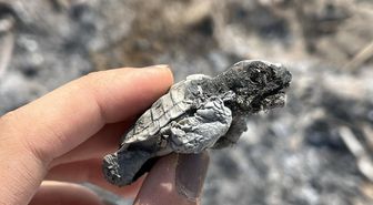 Caretta yavrusu ateşte can verdi