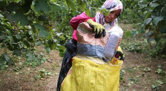 Ordu'da erken fındık hasadı başladı