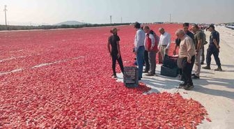 Saruhanlı'da 1.500 Ton Kuru Domates İhraç Ediliyor