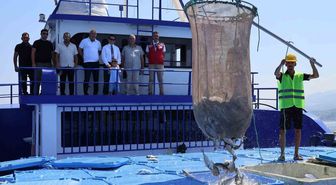 Arsuz'da Balık Hasadına Kaymakam Katılımı: 16 Bin Ton Üretim İhracata Gidiyor