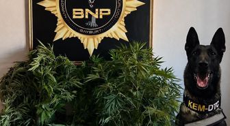 Bayburt'ta 27 Kök Hint Keneviri Ele Geçirildi