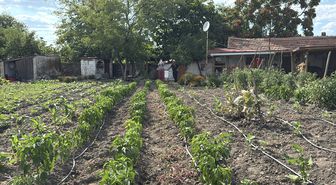 Emekli çiftin 30 kedili sevgi yuvası