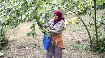 Giresun'da Fındık Hasadı Başladı