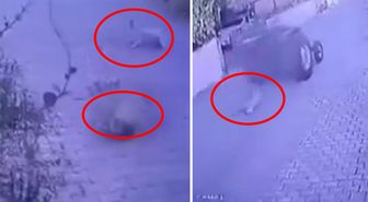 Dikili'de köpeklere ateş açan şüpheli tutuklandı