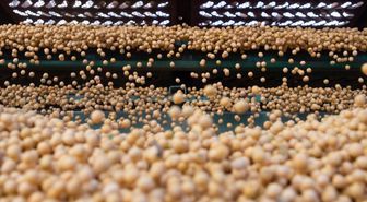 Güney Afrika'dan Çin'e 200 Bin Ton Soya İhracı