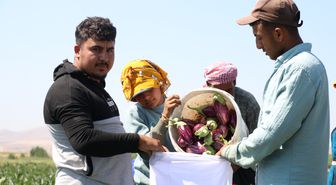 Yamula Patlıcanı Hasadı Başladı: Coğrafi İşaretli Lezzet Tezgahlarda
