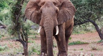 Kenya'da Bir Ayda 16 Fil Ölümü: Amboseli'de Gözetim Yoğunlaştırıldı