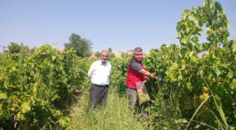Turgutlu'da Üzüm Bağlarında Hasat Öncesi Pestisit Denetimi