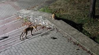 Bursa'da Gece Yarısı Parkta Tilki, Kedi ve Kirpinin Karşılaşması Kamerada