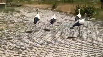 Bitlis'teki bitkin leylekler tedavi edilip doğaya salındı