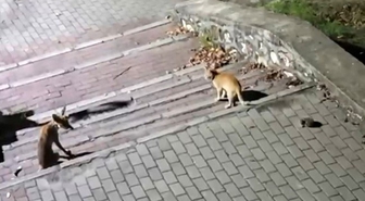 Parkta Tilki, Kedi ve Kirpi Buluşması
