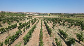 Trakya İlkeren Üzümünde Hasat Başladı