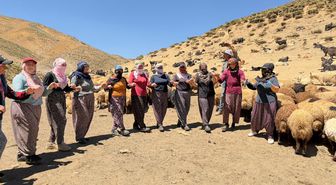 Yüksekova’da Berivanların Zorlu Yayla Mesaisi Halayla Taçlanıyor