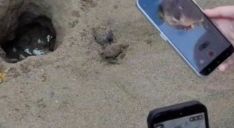 Caretta caretta yavruları turistlerin ilgisiyle denizle buluştu