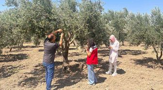 Manisa'da Zeytin Sineğiyle Mücadelede Sürvey Çalışmaları Sürüyor