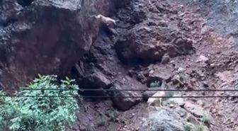 Munzur Vadisi'nde dağ keçileri kamerada