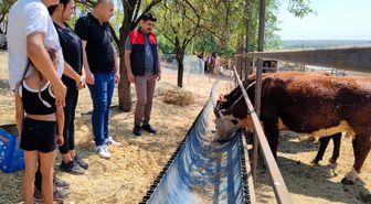 Kırklareli'nde Üreticilere Büyükbaş Hayvan Teslimi