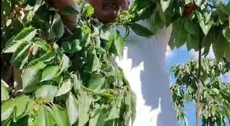 Bayburt'ta Kirazlar Kargalarla Paylaşılıyor