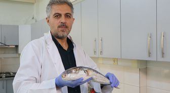 Akdeniz'de Zehirli Deniz Canlıları Uyarısı