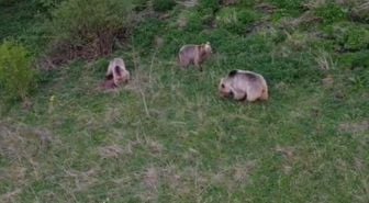 Posof'ta boz ayı ailesi drone ile görüntülendi