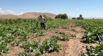 Erzincan'da ayı ve yaban domuzları tarım arazilerine zarar verdi