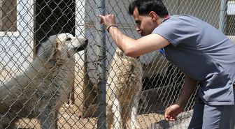 Bitlis'te Sahipsiz Köpekler için Büyük Bakım Projesi