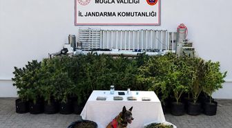 Bodrum'da Uyuşturucu Operasyonu: 56 Kök Kenevir ve 10 Kg Skunk Ele Geçirildi