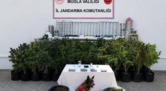 Bodrum'da uyuşturucu operasyonu: 56 kök kenevir ve 10 kilogram skunk ele geçirildi