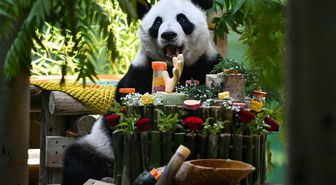 Çin'de Dev Panda Xing Mei'nin 15. Doğum Günü Kutlandı