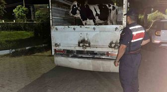 Aydın'da 350 Bin TL'lik Büyükbaş Hayvan Dolandırıcılığı: Jandarma Hayvanları Buldu