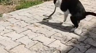 Elazığ'da Kedi-Yılan Kavgası Kamerada