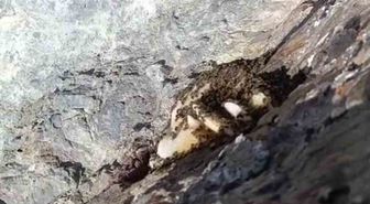 Elazığ'da Doğal Kaya Balı Görüntülendi