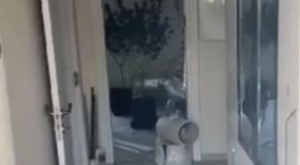 Bodrum'da Uyuşturucu Operasyonu: 10 Kilo Skunk ve 56 Kök Kenevir Ele Geçirildi