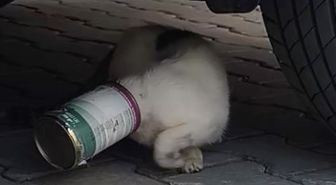 Kafasına Konserve Kutusu Sıkışan Kedi Kurtarıldı