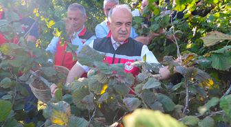 Ordu'da fındık hasadı başladı