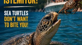 İztuzu Plajı'nda caretta caretta uyarısı: Beslemeyin, dokunmayın, yaklaşmayın