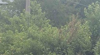 Safranbolu'da karga 'Allah' dedi