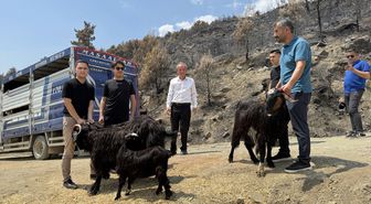 Muğla'da yangın mağduru çiftçilere 114 küçükbaş hayvan dağıtıldı