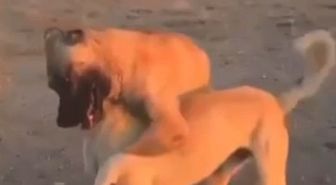 Aksaray'da Köpek Dövüştürüp Canlı Yayın Yapan 3 Kişiye Büyük Ceza