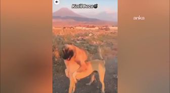 Aksaray'da köpek dövüşüne 3 gözaltı, 39 bin TL ceza
