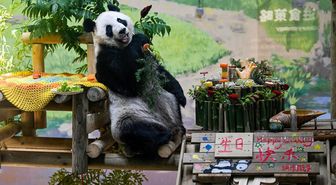 Tianjin'de Dev Panda Xing Mei'nin 15. Doğum Günü Kutlandı