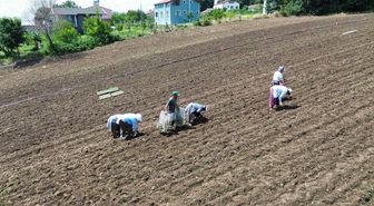 Bafra Ovası'nda erkenci kışlık sebze ekimi başladı
