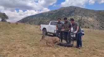 Yaralı yaban keçisi doğaya salındı