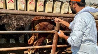 Çay'da Besilik Hayvanlarda Sağlık Kontrolleri Yapıldı